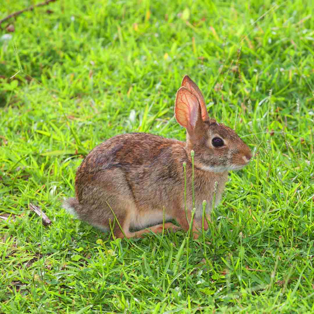 how to know if a rabbit is scared