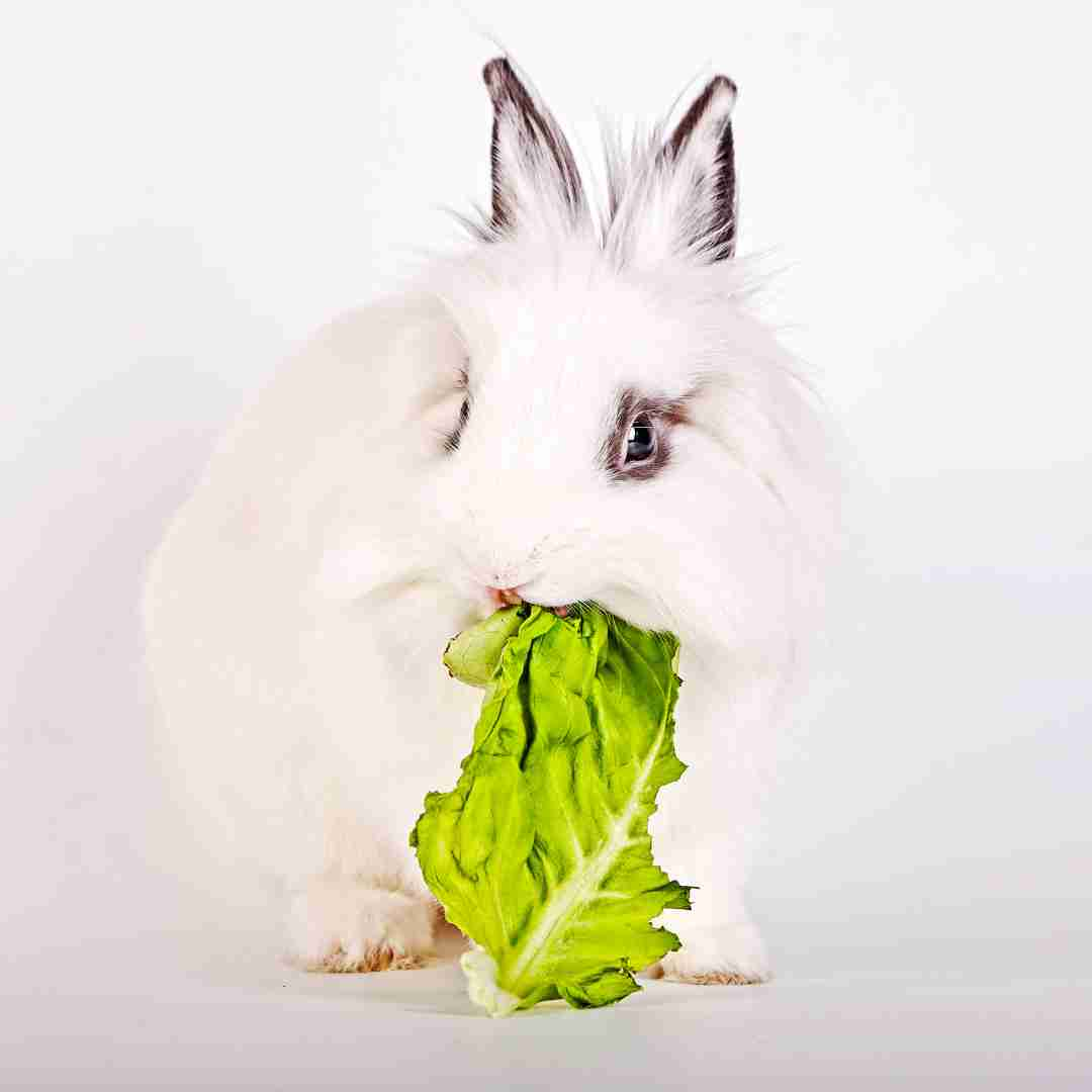 what rabbit like to eat