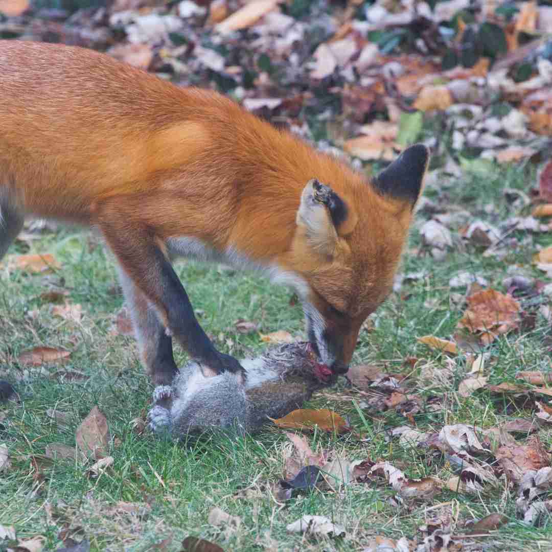 are rabbits carnivores