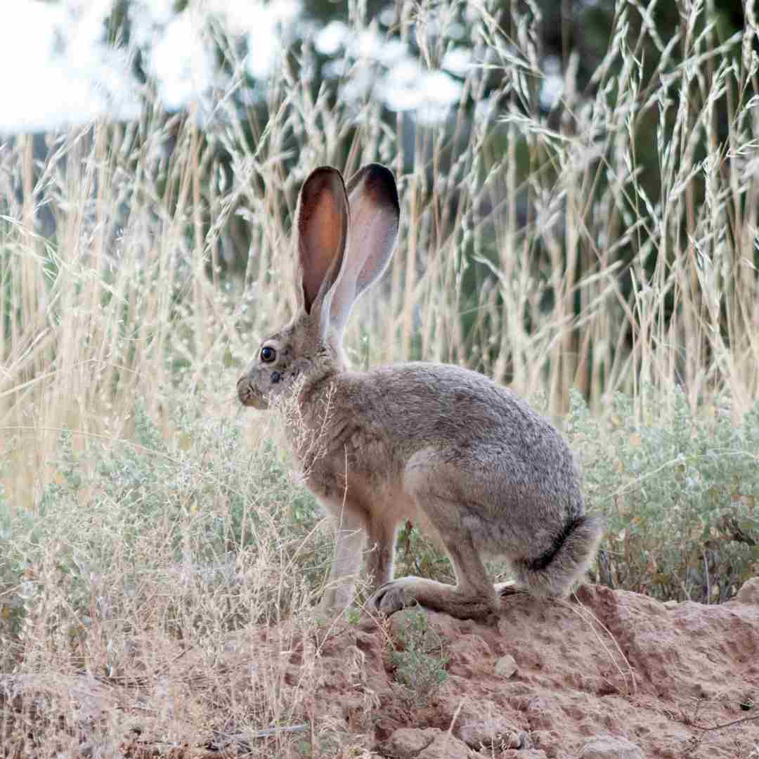 how jack rabbits live