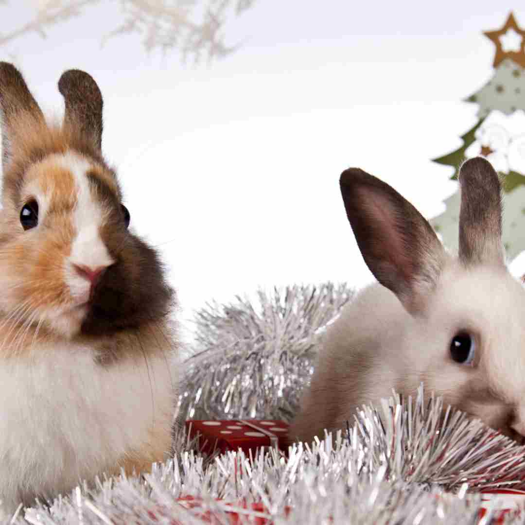 Do Rabbits Carry Rabies? Understanding the Risks and Precautions