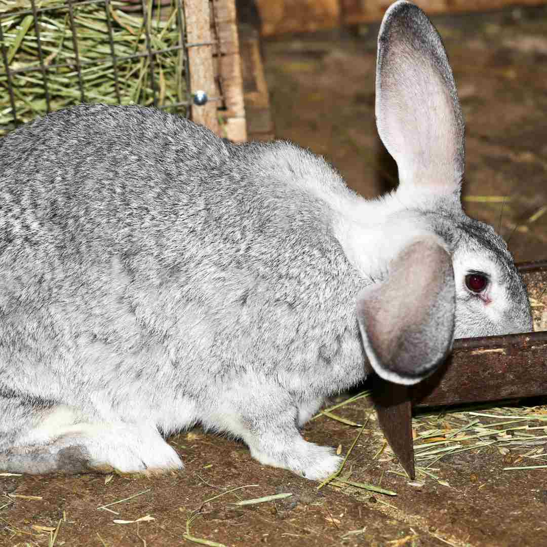 is rabbit bedding compostable