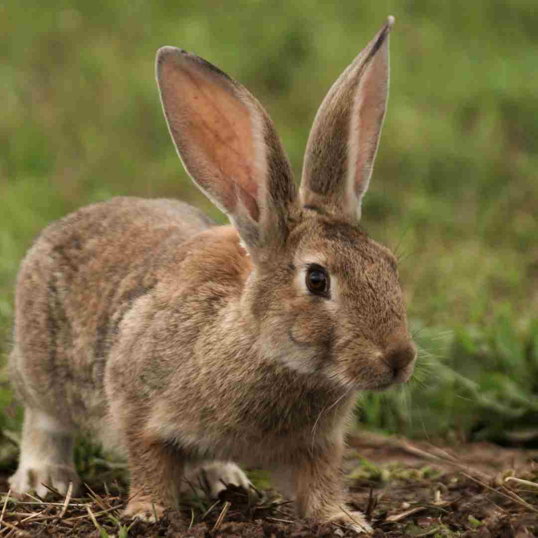 why can't you have rabbits in qld