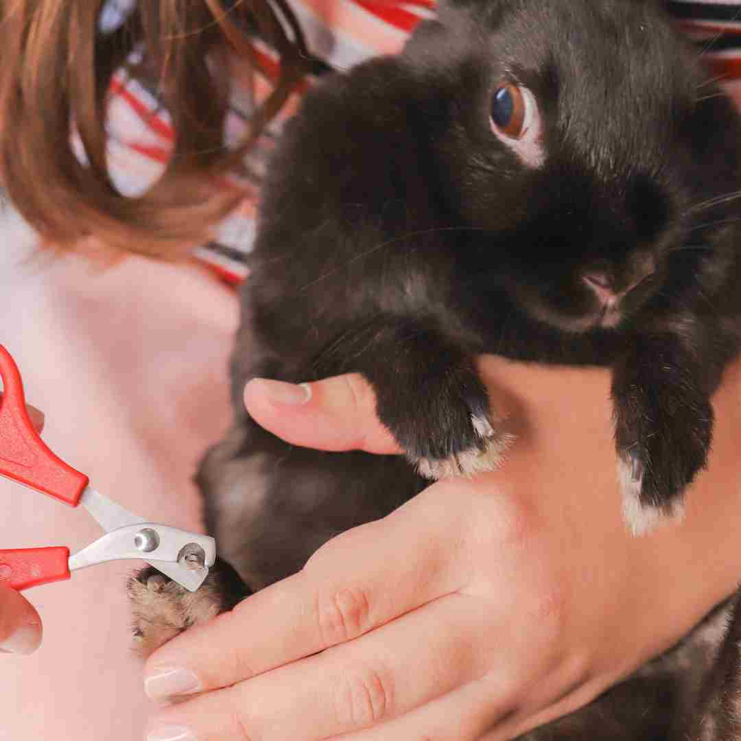 how to hold a rabbit when cutting nails