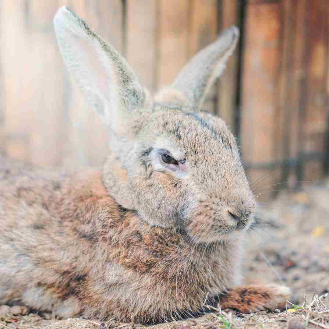 do rabbit have claws