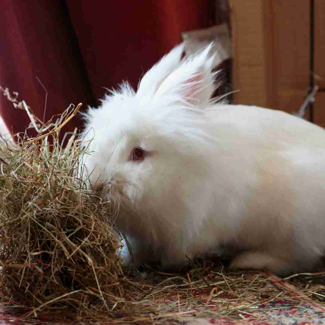 why is my rabbit not eating hay