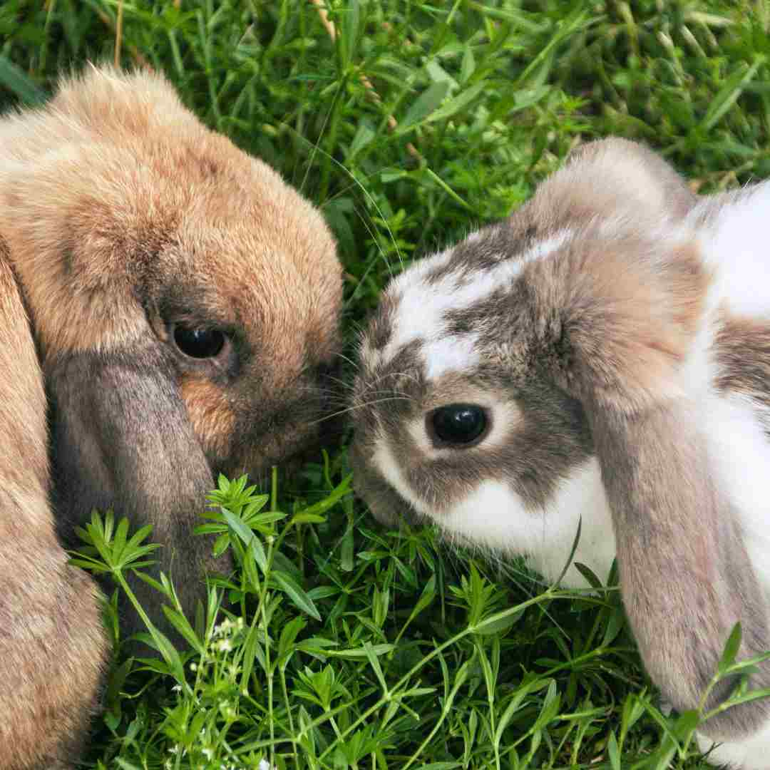 which rabbit doesn't have a twin