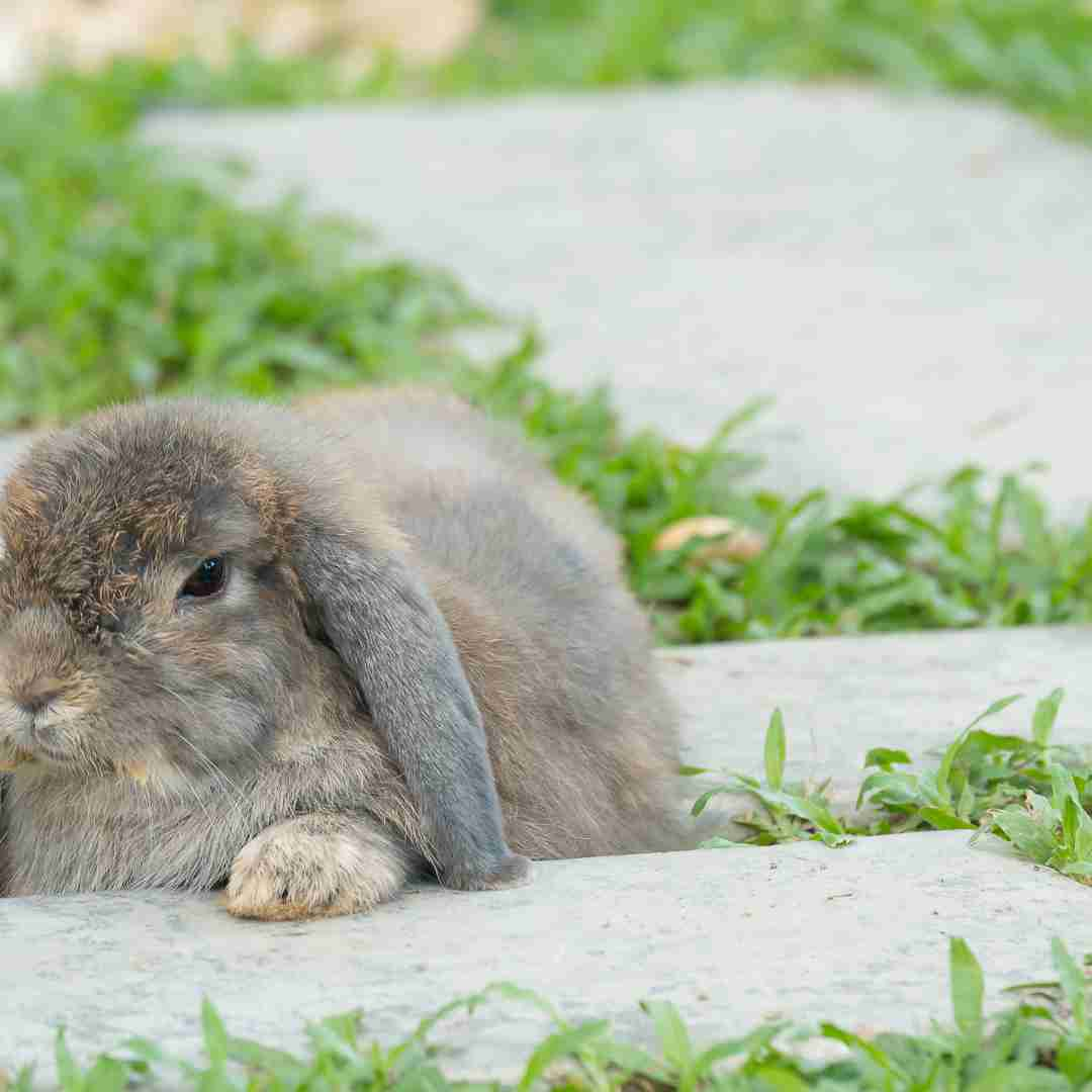 which breed of rabbit is the best