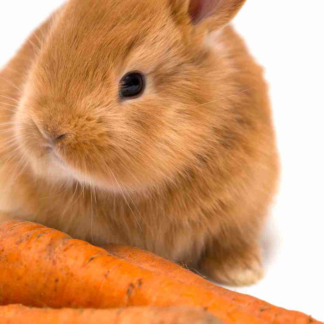 why do rabbit eat carrots