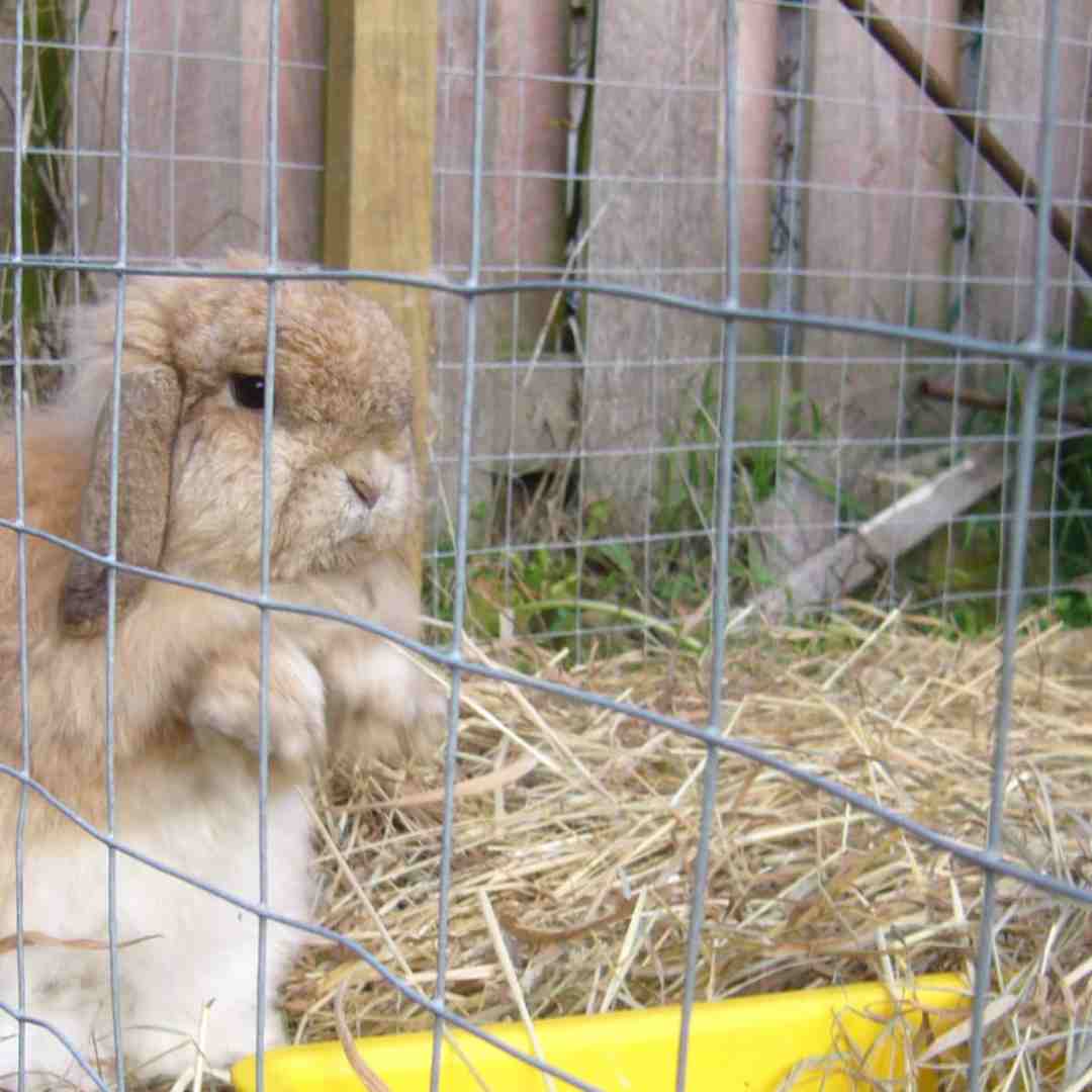 how do rabbit cages work in the forest