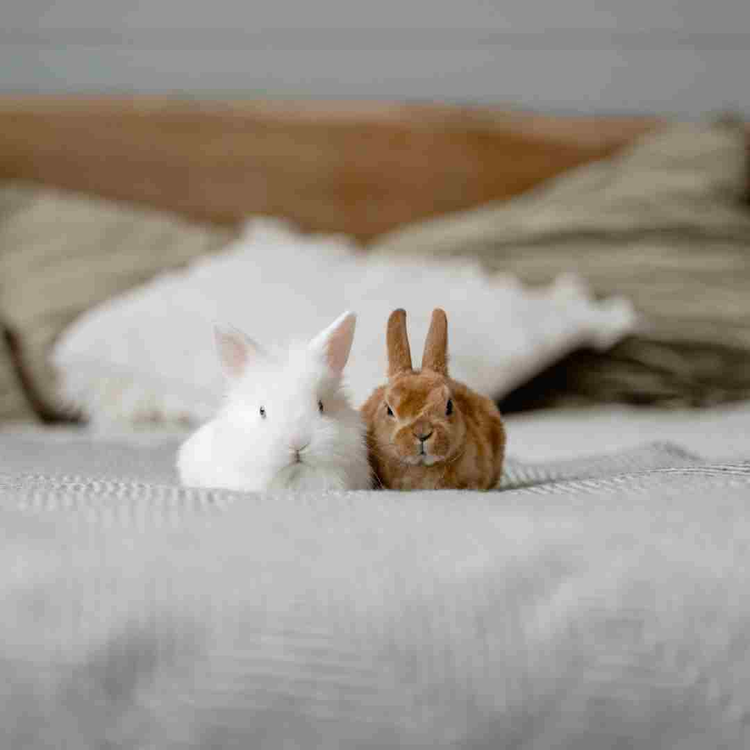 which rabbit doesn't have a twin