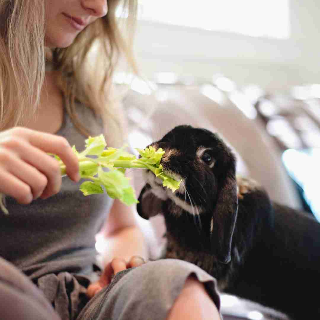 can rabbits eat celery