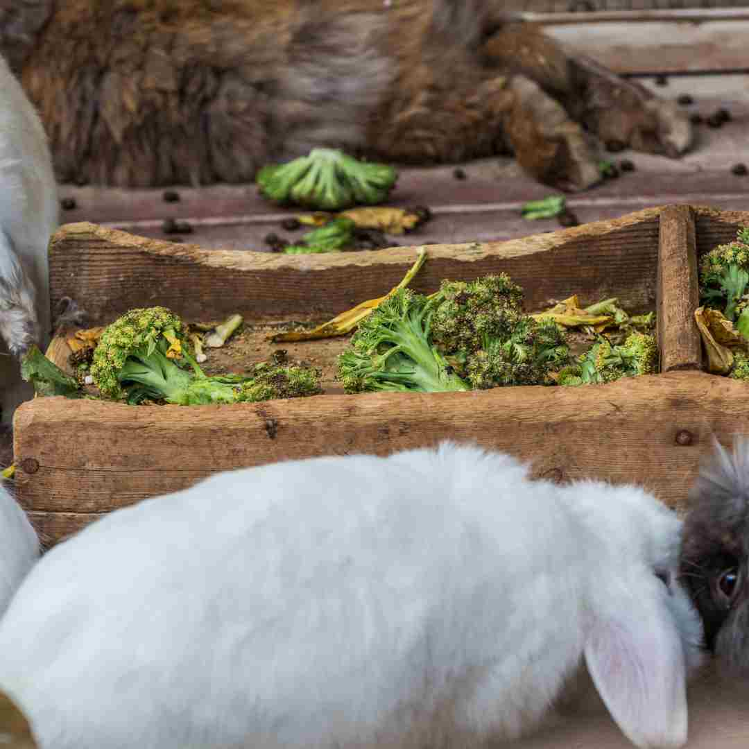 can rabbits eat broccoli