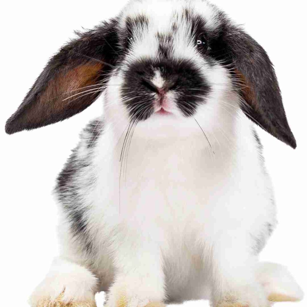 which rabbit is best as a pet