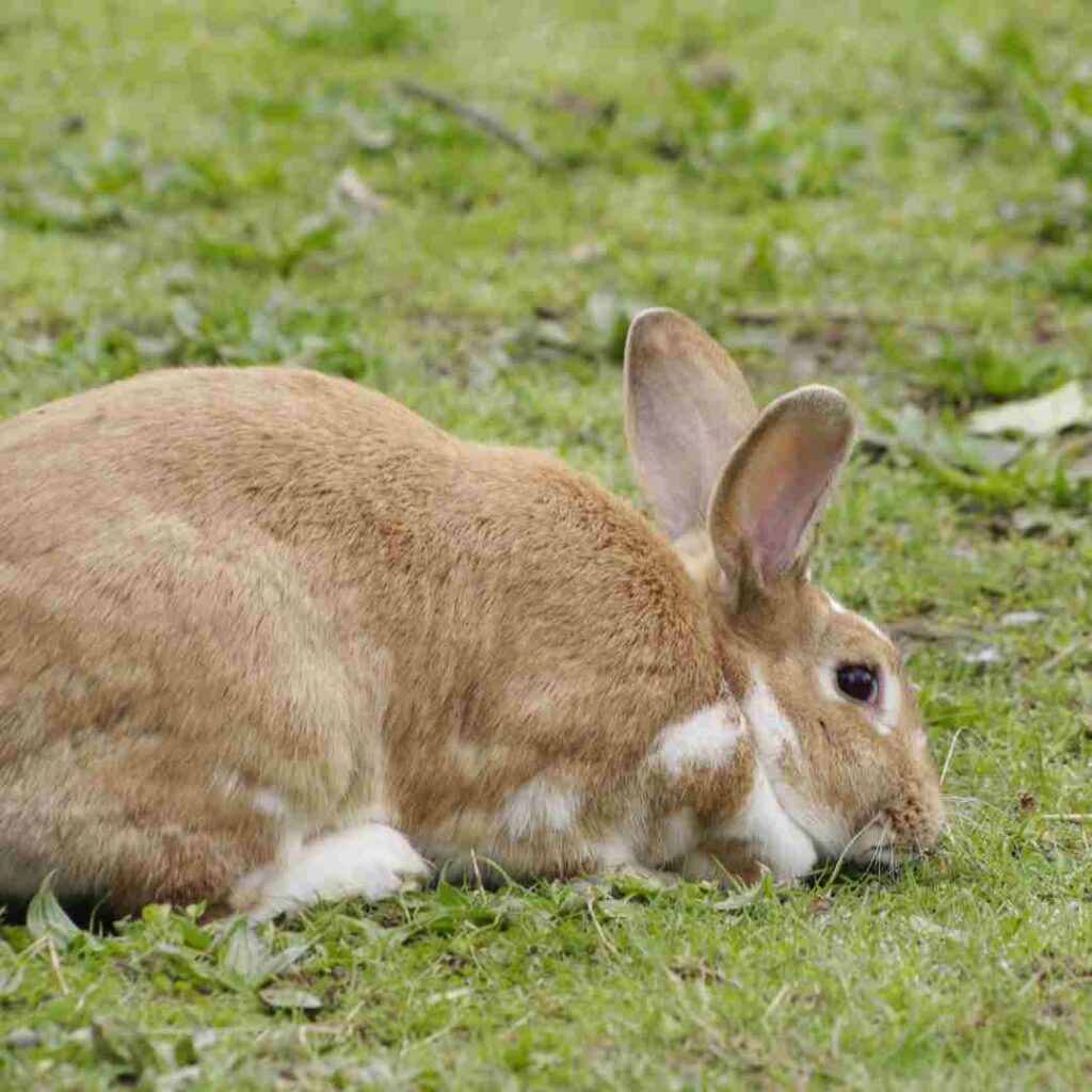 how big is a rabbit