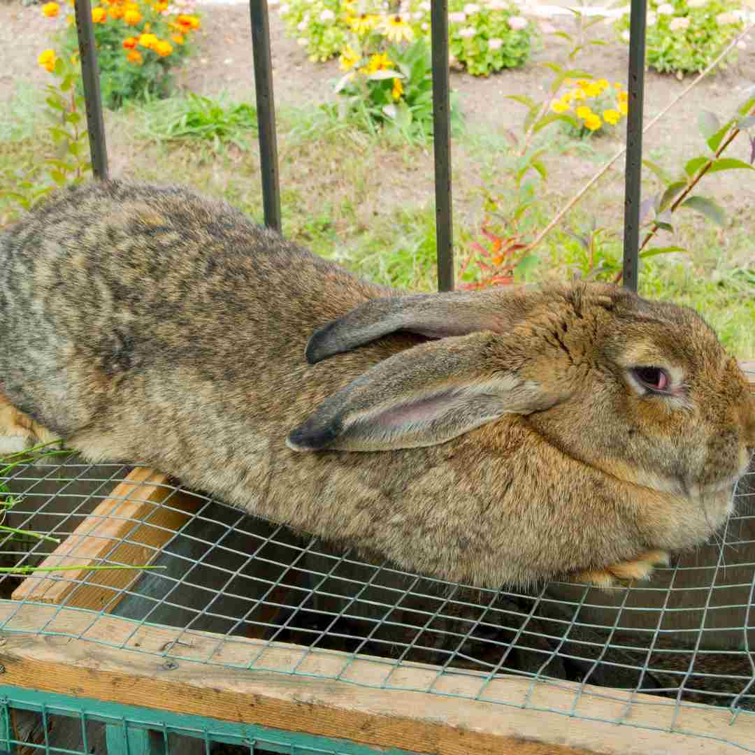 how big is a rabbit