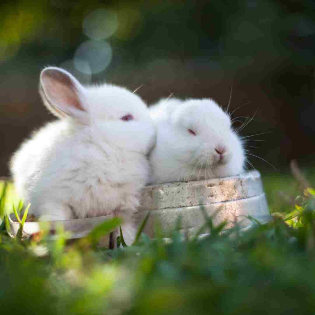 what rabbits make the best pets