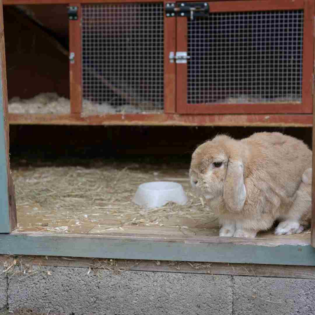 how to deal with rabbit shedding
