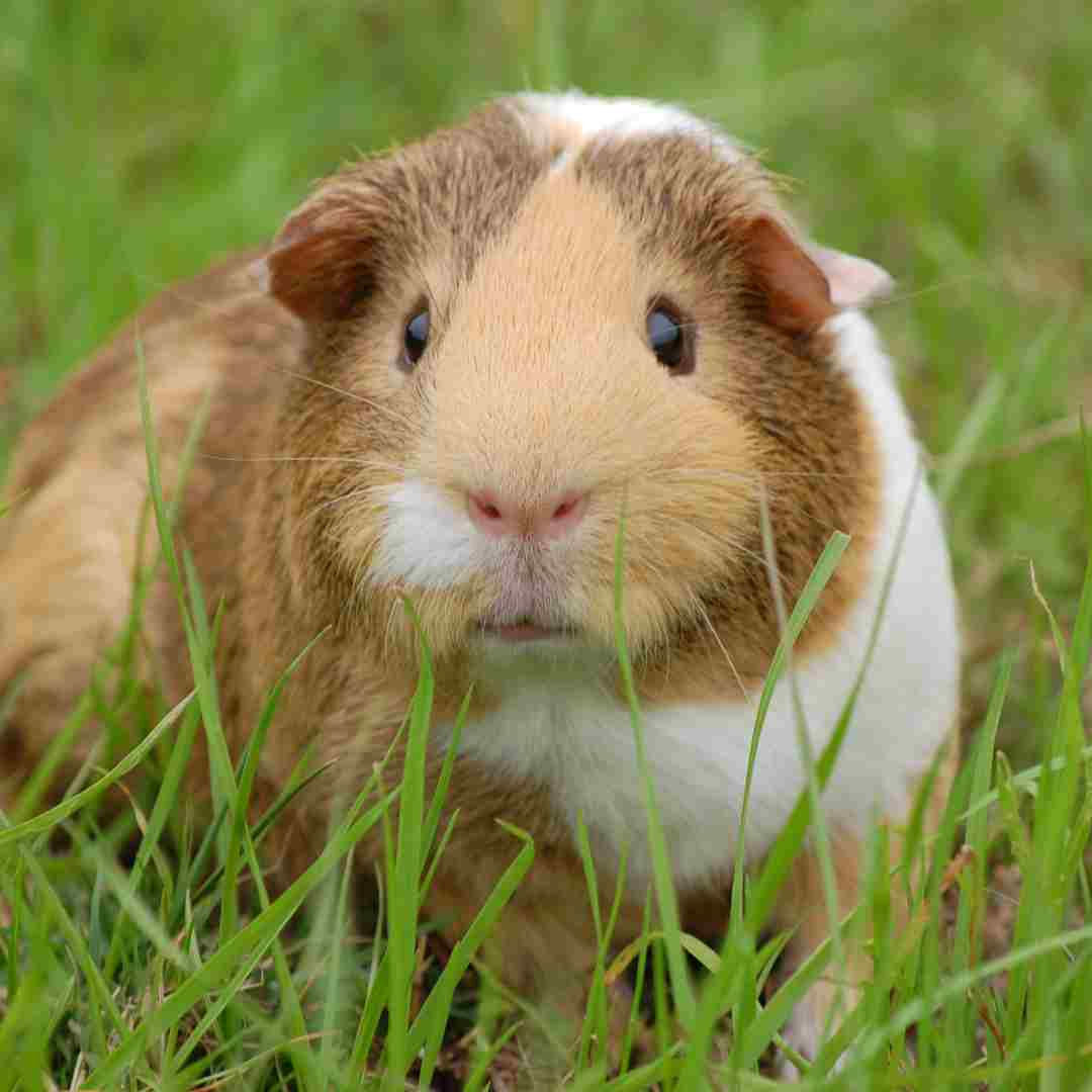 rabbit or guinea pig