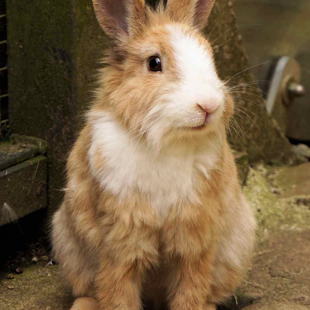 do rabbits use the same nest every year