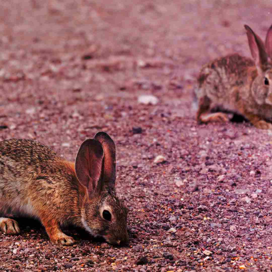 how big can a jack rabbit get