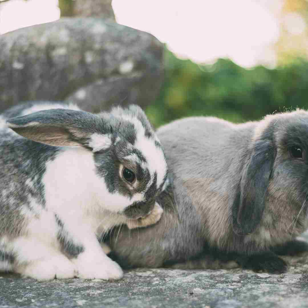 is rabbit and horse compatibility