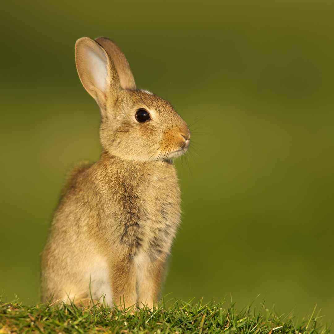 do rabbits use the same nest every year