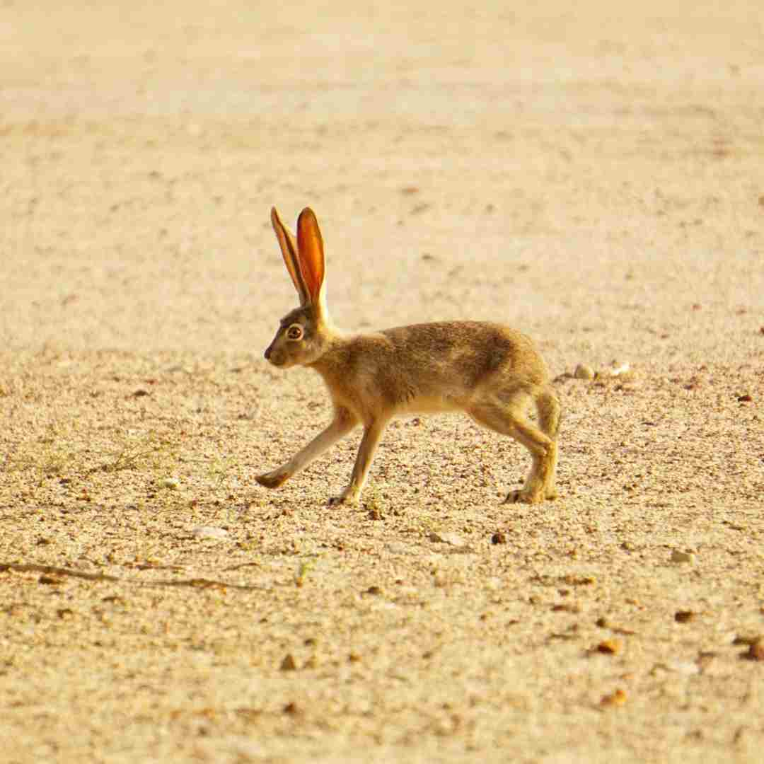 how big can a jack rabbit get