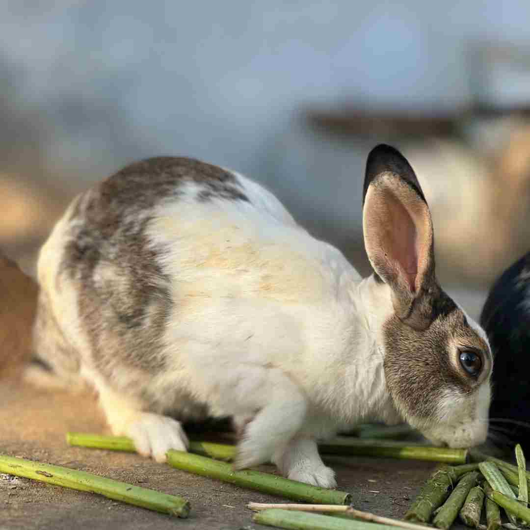 what rabbit food is best