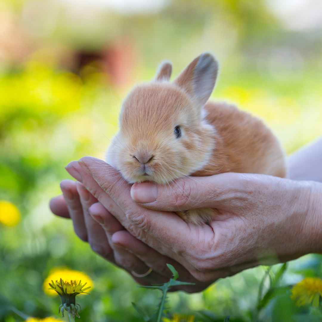 Affordable Rabbit Visit Cost: Expert Care for Your Furry Friend