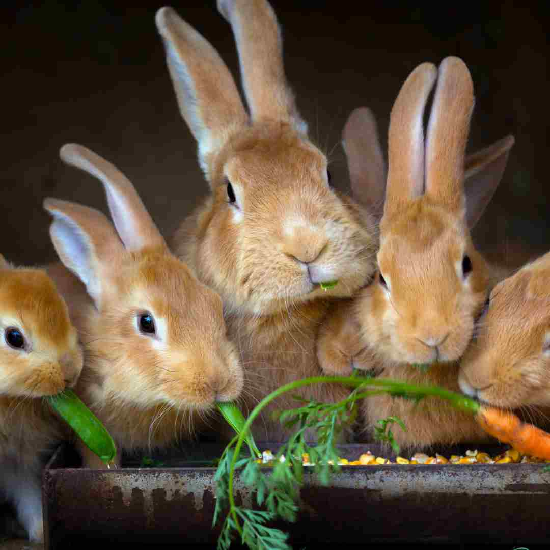 why can rabbits eat