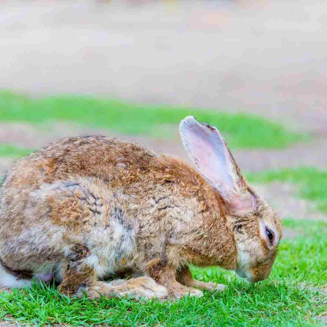 can rabbit be alone