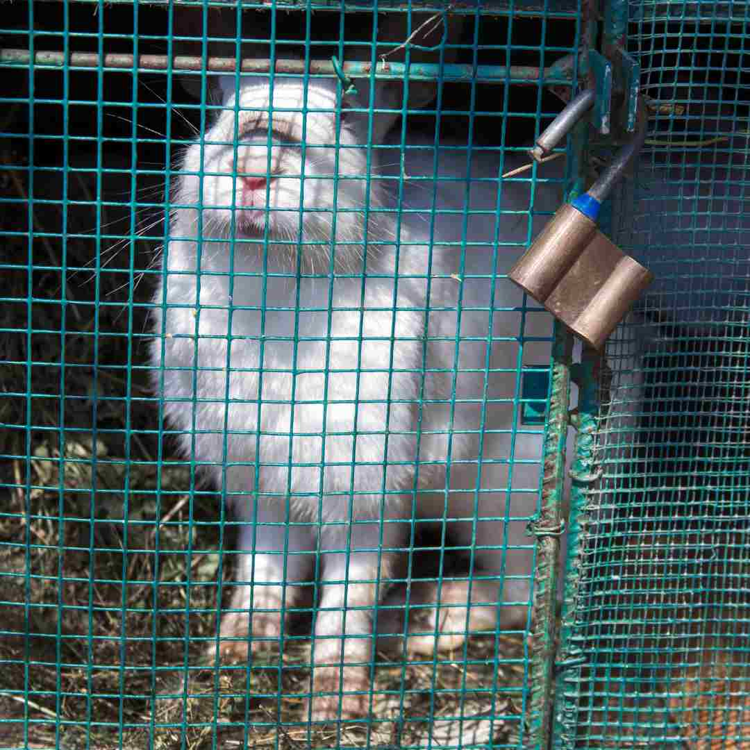 diy rabbit hutch