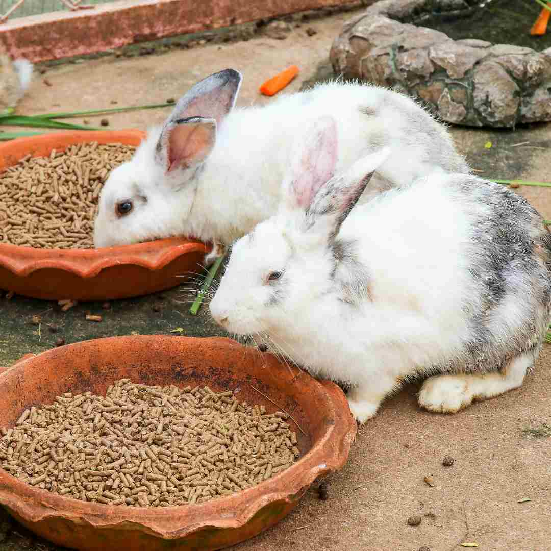 what rabbit food