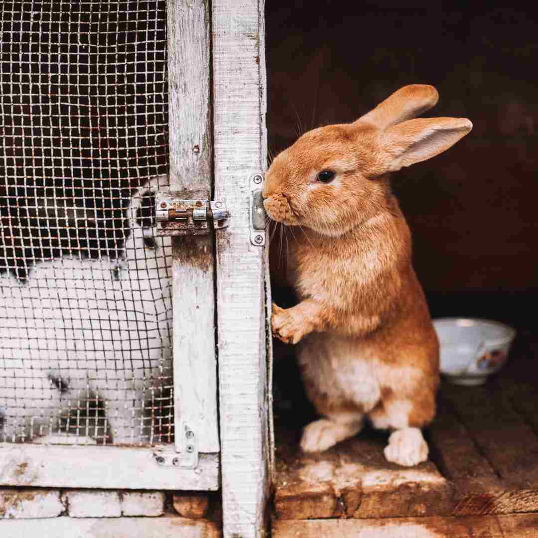 diy rabbit hutch