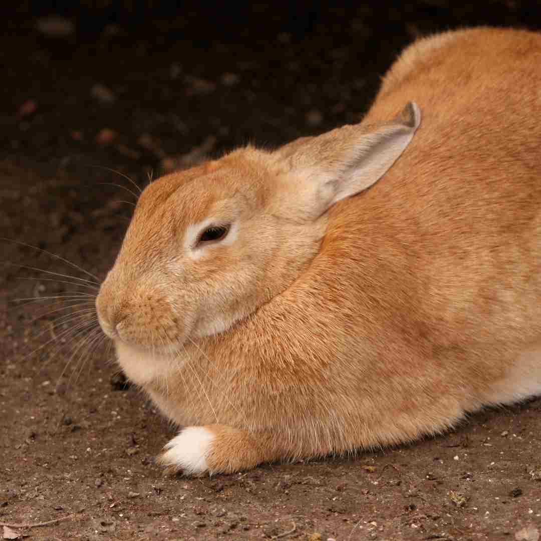 where do rabbits live in the world