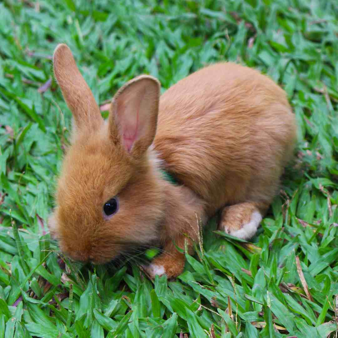 what do i need for baby rabbits