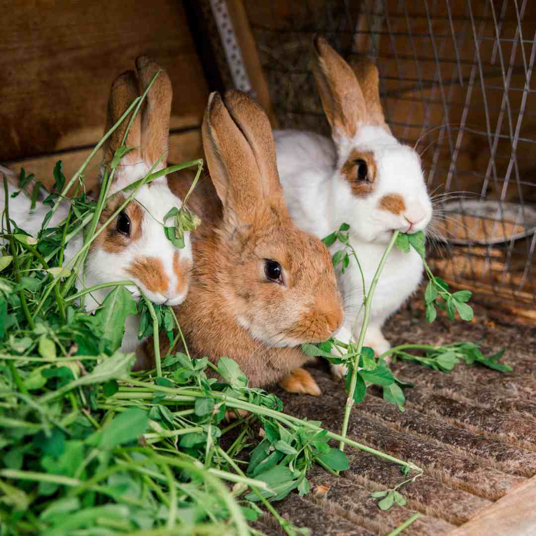 why my rabbit won't eat hay