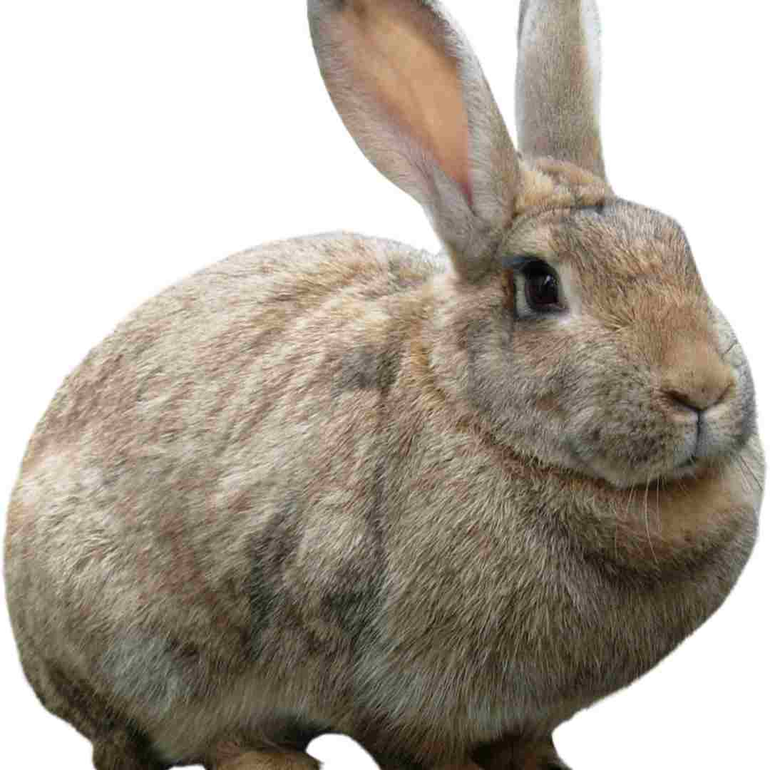 urine scald rabbit