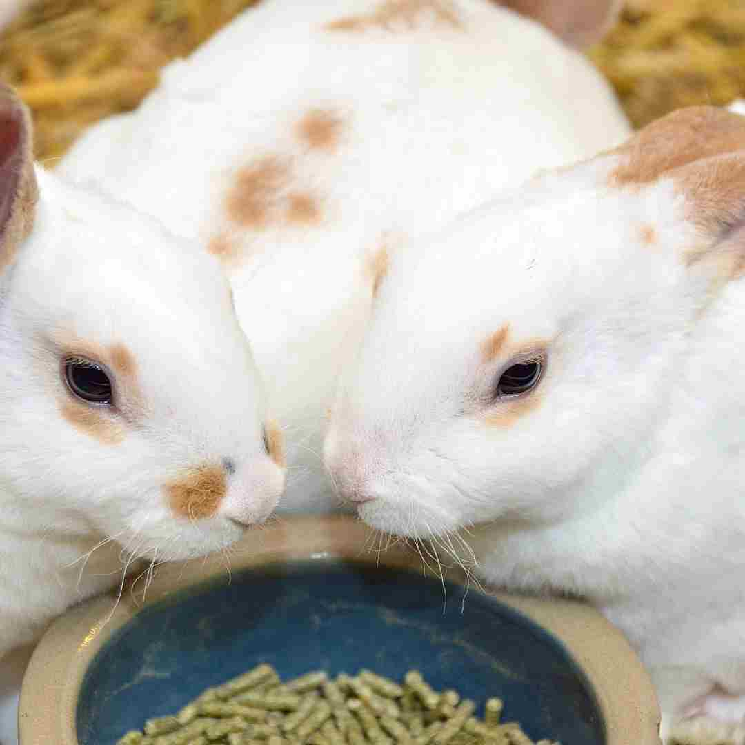 why is my rabbit not eating pellets