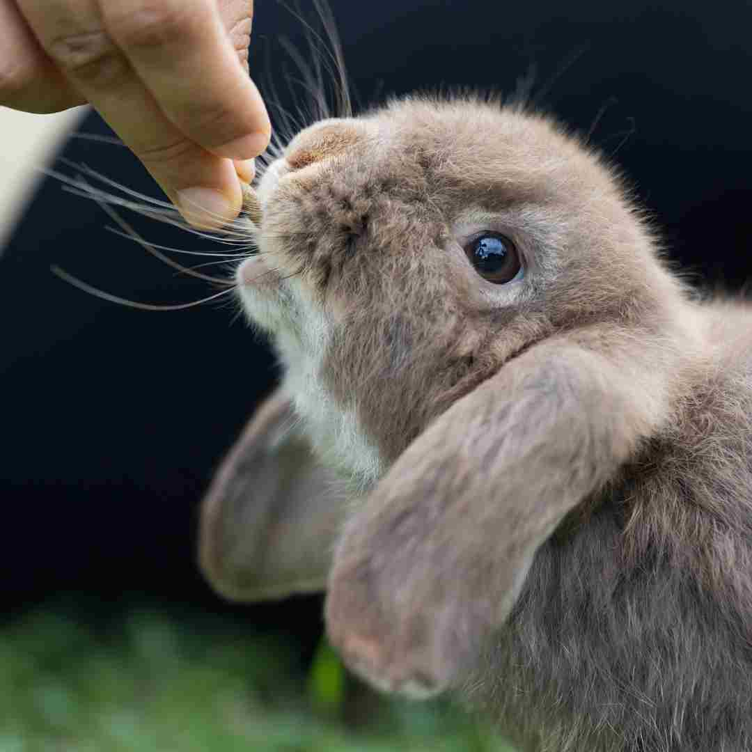 why is my rabbit not eating pellets