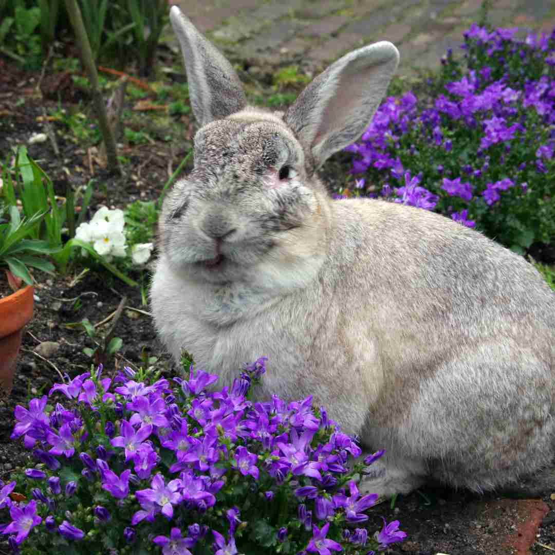 is rabbit okay to eat