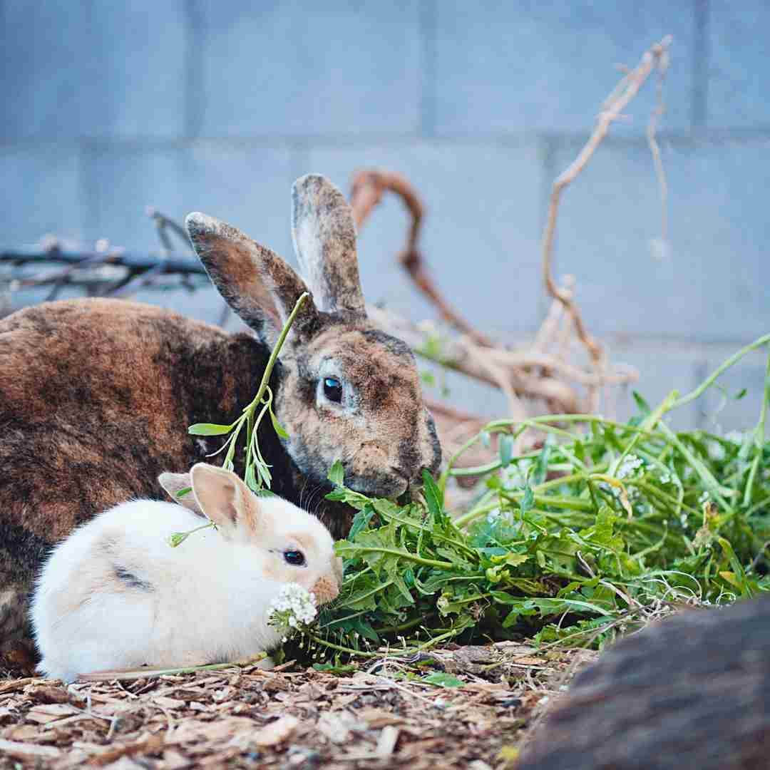 what should rabbits eat daily