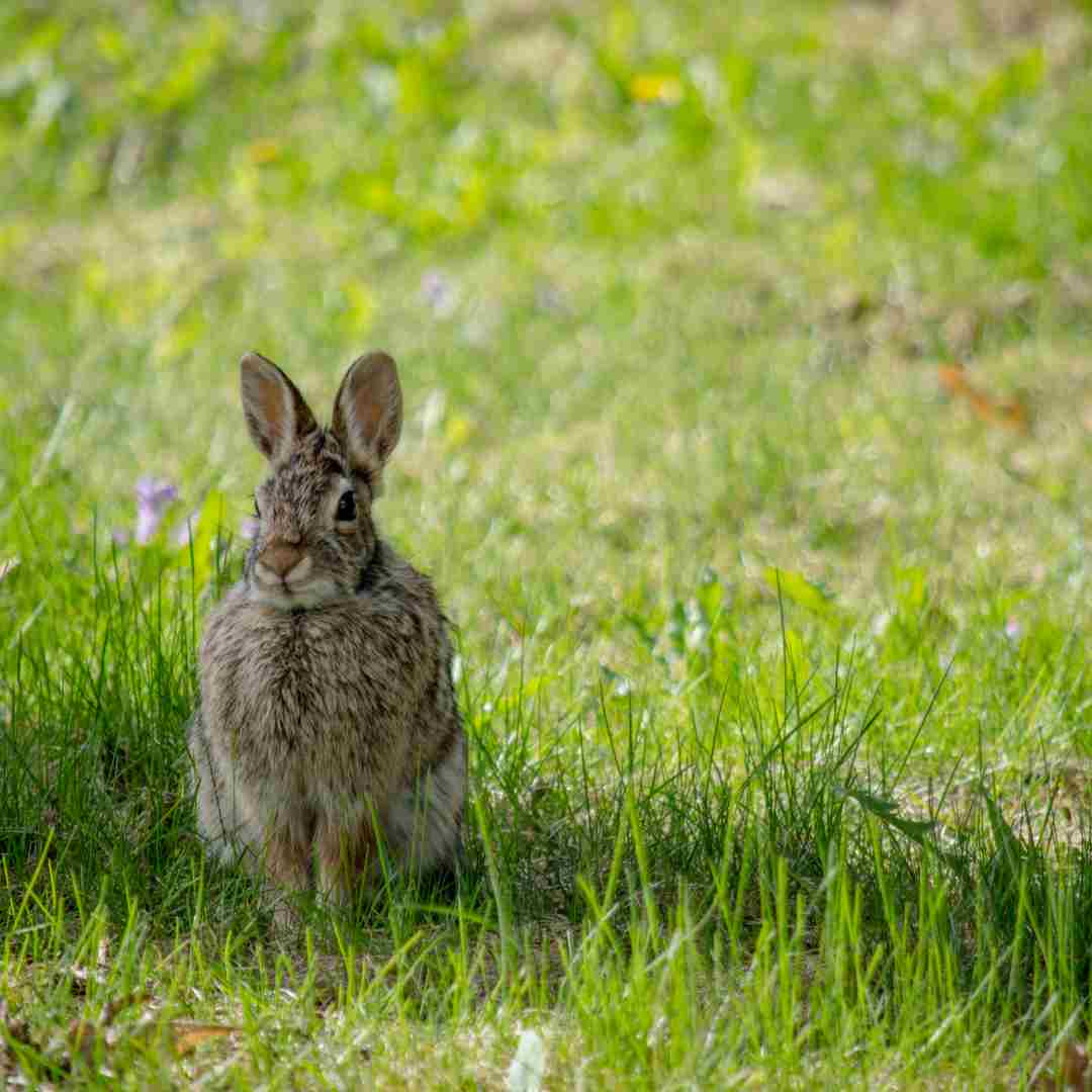 is rabbit and rat compatibility
