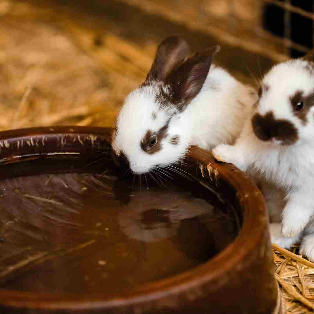 how do rabbits drink water