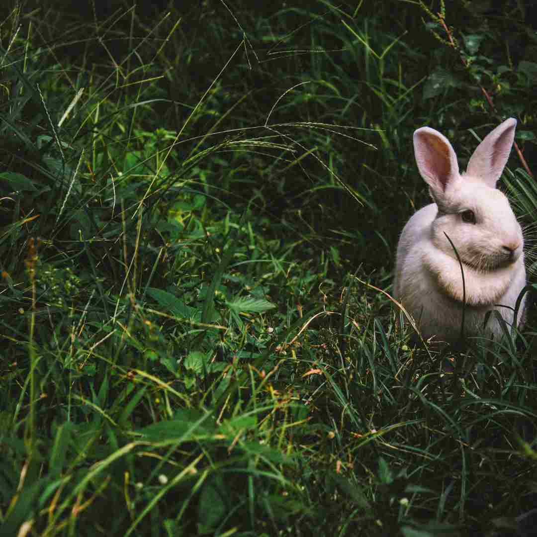 why can rabbits not eat lettuce