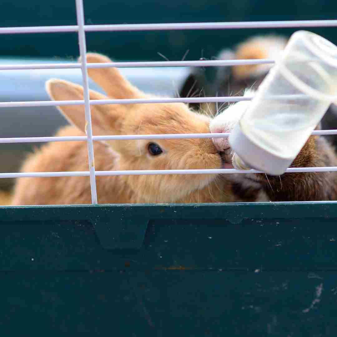 how do rabbits drink water
