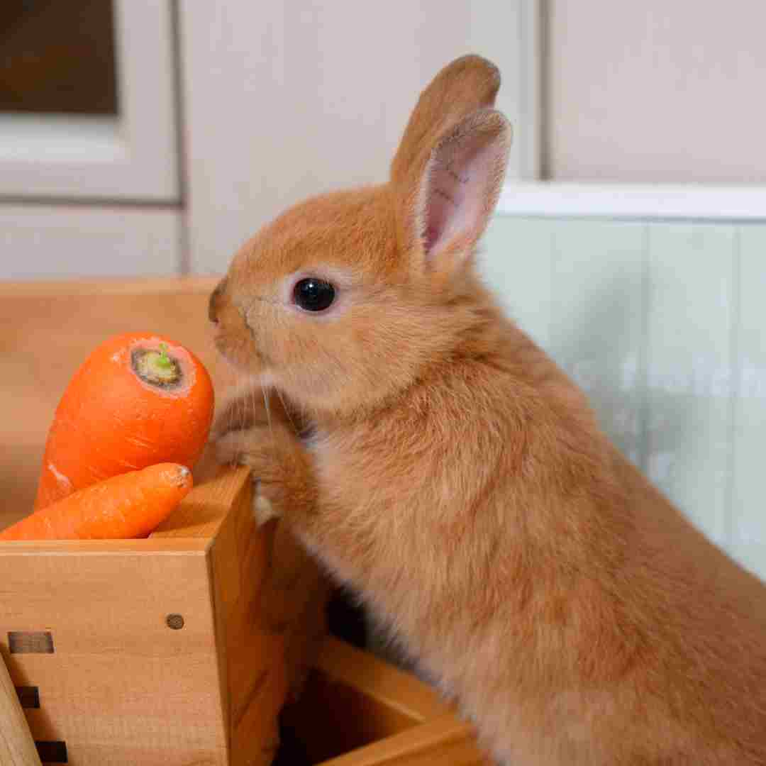 how to rabbit proof a room