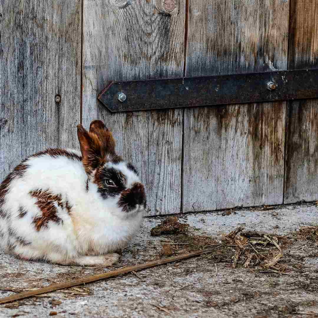 how to rabbit proof a room