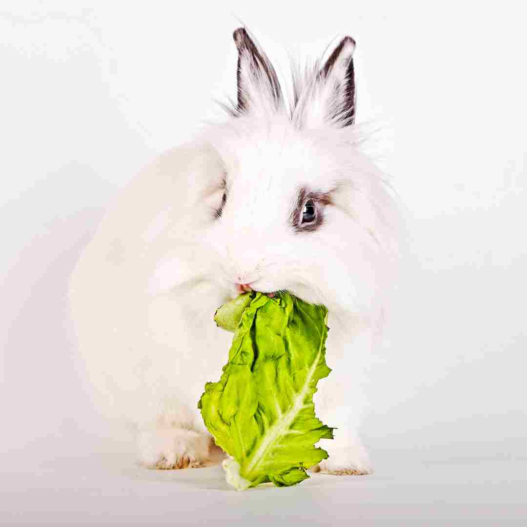 what rabbits can eat